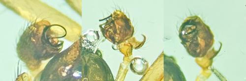Bathyphantes gracilis
